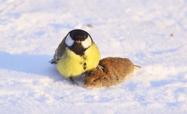 small bird w/ mouse